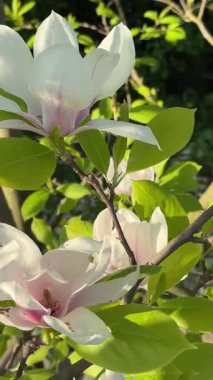 Taze yaprakları ve ince kahverengi dalları olan manolya çiçeklerinin yakın çekimi. Doğal gün ışığı ve yumuşak rüzgar ince bir hareket getirir. Romantik düzenlemeler, çiçek tanıtımları, doğa detay görüntüleri..