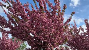 Ağaç dallarında güzel pembe çiçekler esintide usulca sallanıyor, açık mavi gökyüzü. Yumuşak taç yaprakları ve canlı renkler, bahar mevsiminin barışçıl özü. Mevsimsel, romantik temalar, doğa geçmişi, seyahat tanıtımları, farkındalık içeriği.