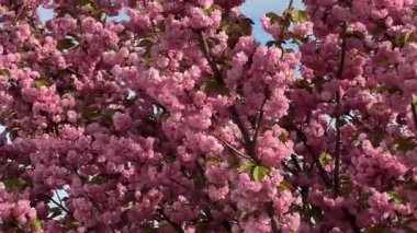 Parlak gün ışığında rüzgarla hareket eden çiçek açan pembe ağaçların yakın çekimi. Huzurlu ve canlandırıcı bir ruh hali. Bahar temalı düzenlemeler, düğün görselleri, meditasyon döngüleri, arka plan animasyonları için