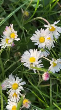 Küçük papatya çiçeklerinin taze yeşil çimlerin arasında açtığı dikey görüntüler. Gün ışığında yavaşça sallanıyorlar. Sakinleştirmek için arka plan veya doğa temalı sosyal medya içeriği.