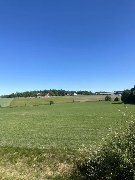 Geniş yeşil çimen alanları parlak mavi bir gökyüzü altında uzanıyor, uzak çiftlik evleri sakin kırsal alana cazibe katıyor.