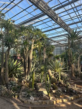 Cam sera çatısı altında büyüyen çeşitli kaktüsler ve sulu bitkilerle dolu kapalı bir botanik bahçesi karmaşık dokularla doğanın güzelliğini ve bitki severler için huzurlu bir atmosferi vurguluyor.