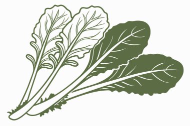 Detaylı dokuları ve canlı renkleri olan yeşil yapraklı sebzelerin tasviri, temiz ve minimalist bir tasarımla sağlık ve besinleri vurguluyor.