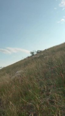 Güzel yamaçlarda, berrak mavi gökyüzünün altında sallanan uzun altın çimenler ve kır çiçekleri, huzurlu bir doğal ortamı gözler önüne seriyor.