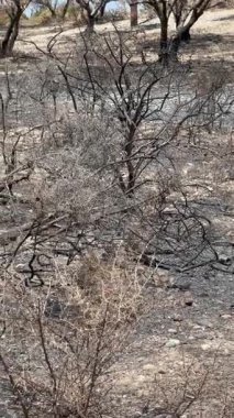 Kararmış ağaçlar ve yanmış toprak orman yangınlarının sonuçlarını betimliyor, bitki örtüsü ve çevre üzerindeki aşırı ısının etkisini vurguluyor.