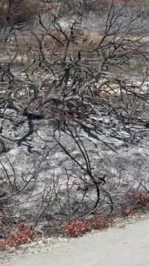 Yanmış arazi, kararmış toprak ve yanmış bitki örtüsü, orman yangınlarının çevre ve doğal yaşam alanı üzerindeki şiddetli etkilerini gösteriyor.