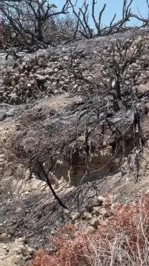 Kararmış ağaçlar ve yanmış toprak orman yangınları sonrasını betimliyor. Çevre üzerindeki aşırı ısının etkisini ve iyileşme mücadelesini vurguluyor.