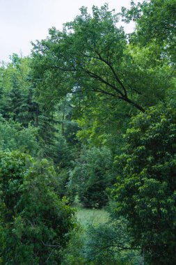 Geniş bir orman sahnesi çeşitli ağaçlar ve zengin yeşillikler sergiliyor, bölgeyi barışçıl bir atmosferle kaplıyor, doğanın ve sükunetin güzelliğini vurguluyor.
