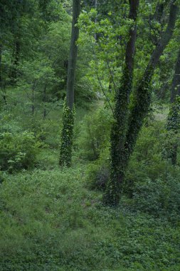 Sarmaşık ile süslenmiş uzun ağaçlarla dolu sakin orman manzarası, zengin yeşil yapraklar ve yumuşak çalılarla çevrili, doğanın güzelliğini keşfetmeye ve takdir etmeye davet eden