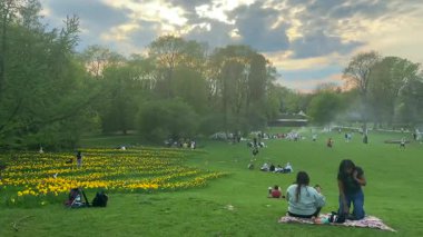 Varşova, Polonya - 18 Mayıs 2025: İnsanlar çiçek açan nergislerle çevrili bir parkta güneşli havanın ve açık hava aktivitelerinin tadını çıkarıyorlar.