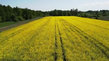 Parlak sarı çiçek tarlası, yemyeşil ağaçlarla çevrili, açık mavi bir gökyüzünün altında uzanır, doğal güzelliğin ve tarım zenginliğinin özünü yakalar.