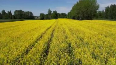 Parlak sarı çiçeklerden oluşan geniş bir alan, yeşilliklerle çevrili, doğanın güzelliğini ve kırsal alanların sükunetini gözler önüne seriyor.