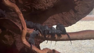 Küçük siyah kemirgenler, dünyevi dokular ve yumuşak arkaplanlarla çevrili ahşap bir dala tırmanırken görülüyor. Bu da onların neşeli ve sosyal doğalarını gösteriyor.