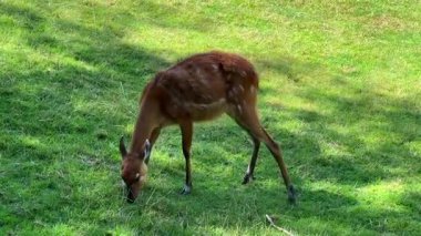 Kahverengi bir geyik huzur içinde yeşil çimlerde otluyor. Sakin, doğal bir ortamda. Zarif duruşunu ve çevresini çevreleyen manzaranın güzelliğini vurguluyor.