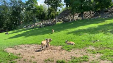 Kahverengi keçiler güneşli bir parkta canlı yeşil çimlerde otluyorlar, arka planda ağaçlar ve kayalık tepeler var, sakin bir doğal ortam yaratıyorlar.