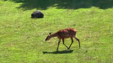 Kahverengi bir geyik canlı yeşil bir çayırda hareket ediyor, yakınındaki büyük bir kayayla doğal ortamının huzurlu güzelliğini gösteriyor.