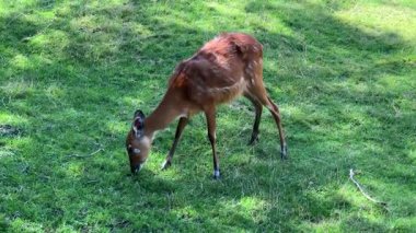 Kahverengi bir geyik huzurlu bir şekilde yeşil çimenlerde otluyor. Etrafı huzurlu bir doğal ortamla çevrili. Doğayla olan bağını ve zarafetini vurguluyor.