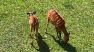 İki antilop canlı yeşil çimenlerde otluyor, zarif formlarını ve kendine özgü şekillerini sergiliyor, sakin bir ortamda vahşi yaşamın özünü somutlaştırıyor.