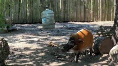 Yaban domuzu, ahşap bir çit ve toprak zemin ile doğal bir ortamda yiyecek ararken yukarıda bir su kabı asılı duruyor. Bu da hayvan davranışlarını ve yaşam alanlarını gösteriyor.