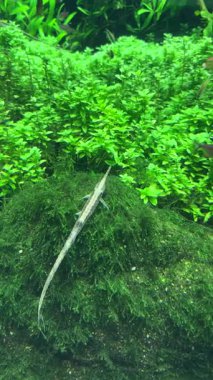 İnce balıklar canlı yeşil bitkilerin üzerinde zahmetsizce yüzerek doğal yaşam alanının güzelliğini ve tatlı su ekosistemlerinin zengin biyolojik çeşitliliğini vurgular.