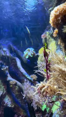 Renkli mercan ve deniz bitkileriyle dolu sualtı ortamı, canlı ekosistem arasında yüzen balıklar, su yaşamının zenginliğini vurguluyor.