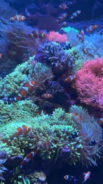 Palyaço balıkları renkli mercan resiflerinde zarifçe gezinir, dinamik bir sualtı sahnesi yaratır. Huzurlu bir ortamda çeşitli dokular ve canlı renklerle dolu.