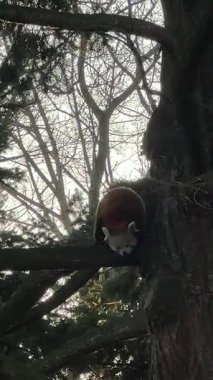 Bir ağaç dalında kahverengi bir ayı görülür, gökyüzü tarafından silueti ile çevrelenmiş, doğada sakin bir vahşi yaşam atmosferi yaratır.