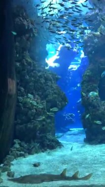 Renkli mercan yapıları arasında zarifçe yüzen çeşitli balıkların sualtı görüntüsü büyüleyici bir deniz ortamında fotokopi alanı ile sakin bir atmosfer yaratıyor.