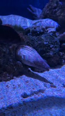 Moray yılan balığı, mercan ve kumla çevrili sualtı ortamındaki kayalık yarıktan çıkar. Deniz ekosistemlerinin ve su yaşamının güzelliğini vurgular.