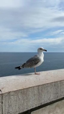 Martı okyanusun kenarındaki kayaların üzerinde duruyor, uzaklığa bakıyor, mavi gökyüzü ve bulutlarla çevrili, kıyıdaki vahşi hayatın güzelliğini somutlaştırıyor.