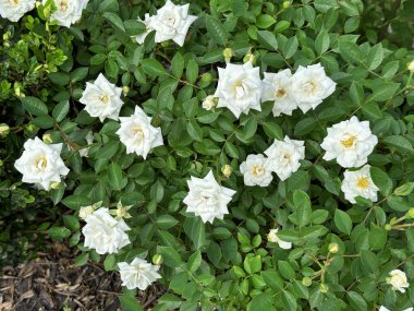 Bereketli beyaz güller, yeşil yaprakların arasında çiçek açıyor. Narin yapraklarının altını çiziyor ve doğal güzelliklerle dolu huzurlu bir bahçe manzarası yaratıyor.