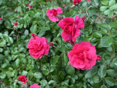 Güzel pembe güller, zengin yeşil yapraklarla çevrili, karmaşık dokularını ve canlı renklerini vurguluyor, sakin ve davetkar bir bahçe atmosferi yaratıyor.