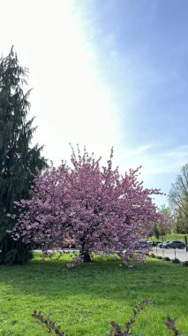 Sersemletici bir kiraz ağacı, tamamen çiçek açmış parlak mavi bir gökyüzüne ve yemyeşil, doğal güzelliklerle dolu güzel bir bahar sahnesi yaratıyor.