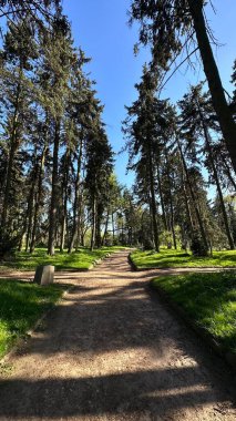 Manzaralı orman yolu canlı yeşillikler ve yükselen ağaçlarla kaplı. Doğanın güzelliğinin tadını çıkarmak ve yürümek için huzurlu bir atmosfer yaratıyor.