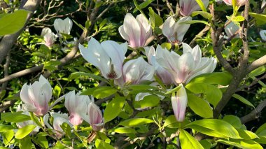 Muhteşem manolya çiçekleri, yemyeşil yaprakların arasında büyüleyici beyaz ve pembe yapraklar sergiliyor.