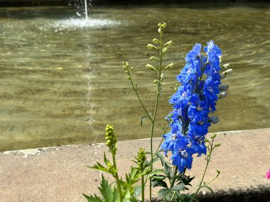 Mavi Delphinium çiçekleri, sudaki hafif dalgalanmalar ve canlı yeşilliklerle, huzurlu bahçe sahnesini yükselterek, huzurlu bir çeşmenin yanında gelişir.