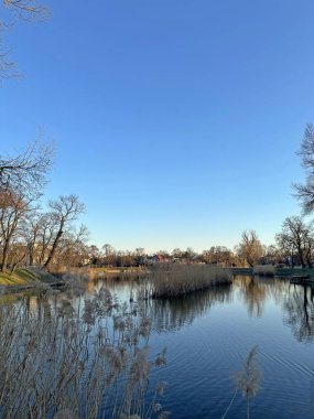 Uzun otlar ve ağaçlarla sakin bir göl manzarası, berrak mavi bir gökyüzü ve sakin bir su, dinlenmek ve düşünmek için sakin bir atmosfer yaratıyor.