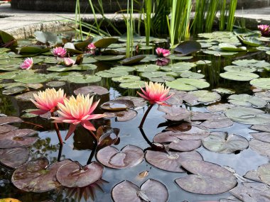 Renkli nilüferler, yemyeşil ve nilüferlerle çevrili sakin bir gölette zarifçe süzülür. Bu da doğa severler ve sükunet arayanlar için huzurlu bir atmosfer yaratır.