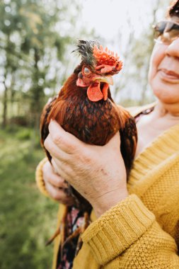Organik çiftliğinde kırmızı tavuk dölünü tutan tanınmamış çiftçi kadın. Yüksek kalite fotoğraf