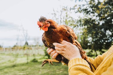Organik çiftliğinde kırmızı tavuk dölünü tutan tanınmamış çiftçi kadın. Yüksek kalite fotoğraf