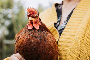Organik çiftliğinde kırmızı tavuk dölünü tutan tanınmamış çiftçi kadın. Yüksek kalite fotoğraf