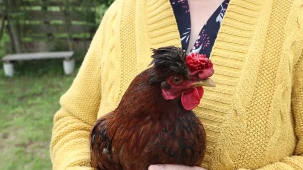 Felismerhetetlen Farmer Vörös Csirkét Tart Biogazdaságában Kiváló Minőségű Fénykép — Stock videók