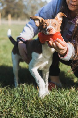 Yavru köpeğiyle oynayan ve bir köpek kemiği oyuncağıyla anın tadını çıkaran genç bir kadın. Yüksek kalite fotoğraf