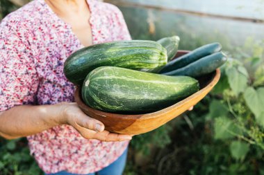 Unrecognizable latin farmer woman holding a wooden tray with zucchini from her vegetable garden. High quality photo