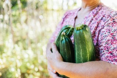 Unrecognizable latin farmer woman holding a wooden tray with zucchini from her vegetable garden. High quality photo