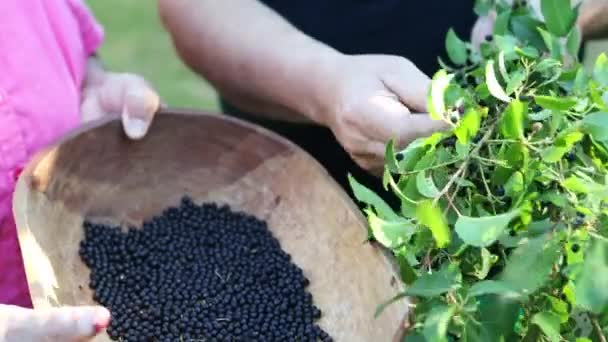 Close Mapuche Persons Hand Picking Superfood Maqui Berry Wooden Tray — Stockvideo