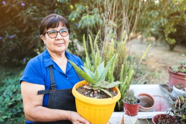 Yaşlı Latin çiftçi kadın bahçesinde aloe vera bitkisi olan bir saksı tutuyor. Yüksek kalite fotoğraf