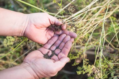 Unrecognizable farmer person dropping parsley seeds on their palm hand from a jar, in their garden. High quality photo