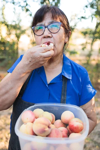 Senior farmer woman harvesting and eating peaches from her organic garden. Small farmer concept.. High quality photo