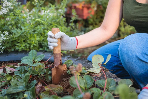 stock image Young latin farmer woman working with a garden spade shovel in her organic garden. High quality photo